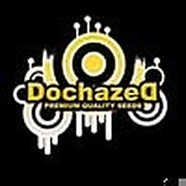 Dochazed